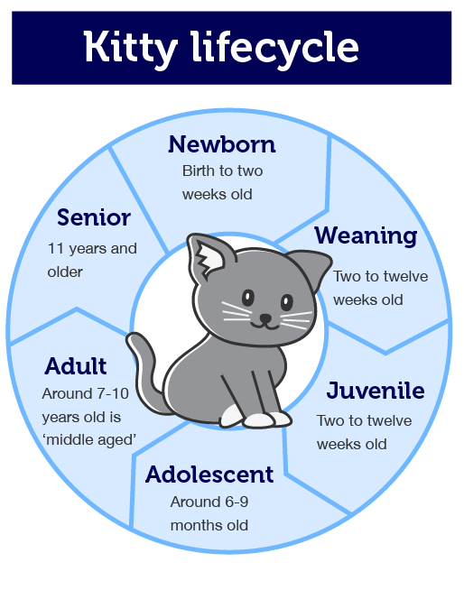 The stages in a lifecycle arranged in a circle.