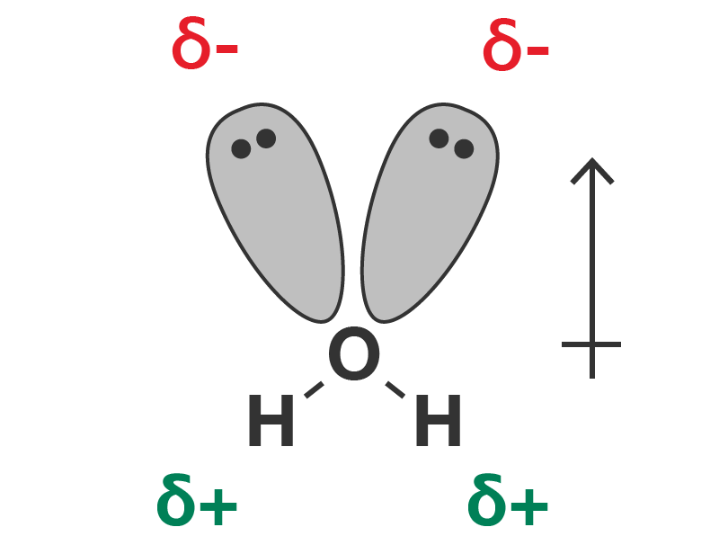 The polar nature of the water molecule is indicated using a crossed arrow which points in the direction of electron attraction, i.e. towards the oxygen atom and its lone pairs