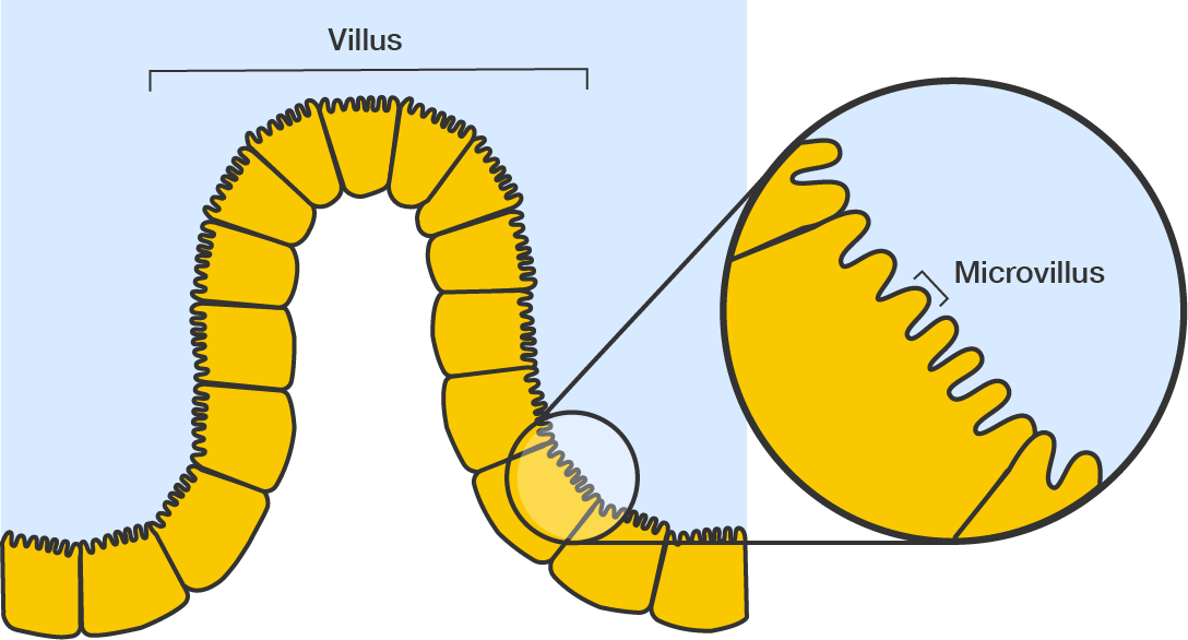 A section of the intestinal wall. The cells are arranged to form finger-like projections. An inset shows a zoomed-in view of one intestinal endothelial cell, with its own finger-like projections called microvilli.