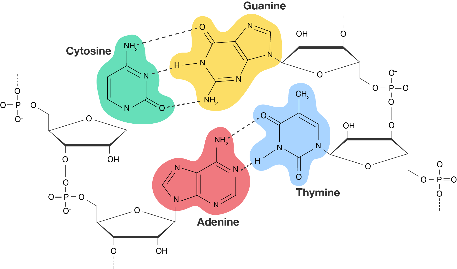 A segment of double-stranded DNA. The cytosine nucleotide pairs with a guanine nucleotide via three hydrogen bonds. The adenine nucleotide pairs with a thymine nucleotide via two hydrogen bonds.