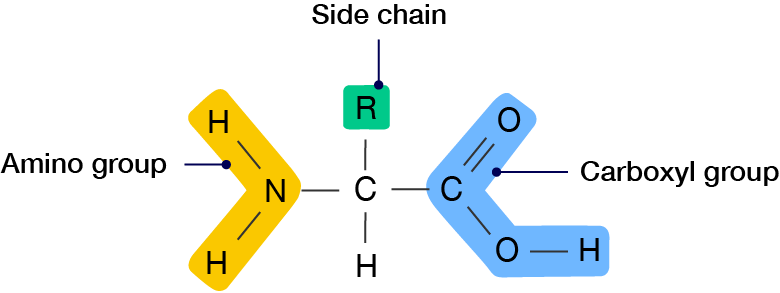 General structure of an amino acid with the carboxyl group, the amino group and the side chain or R group labelled.