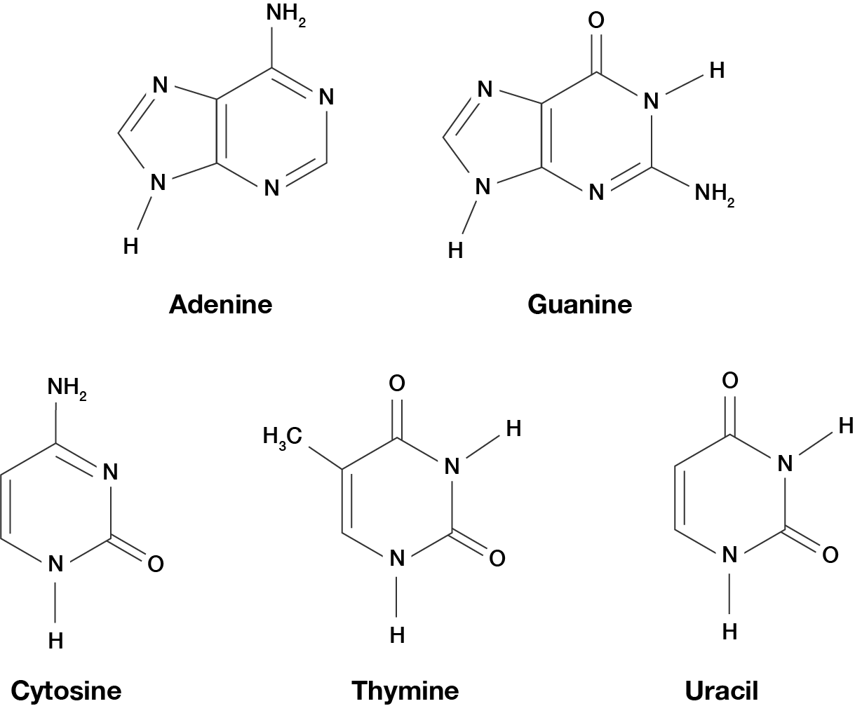 Chemical structures of the five nitrogenous bases: adenine, guanine, cytosine, thymine and uracil.