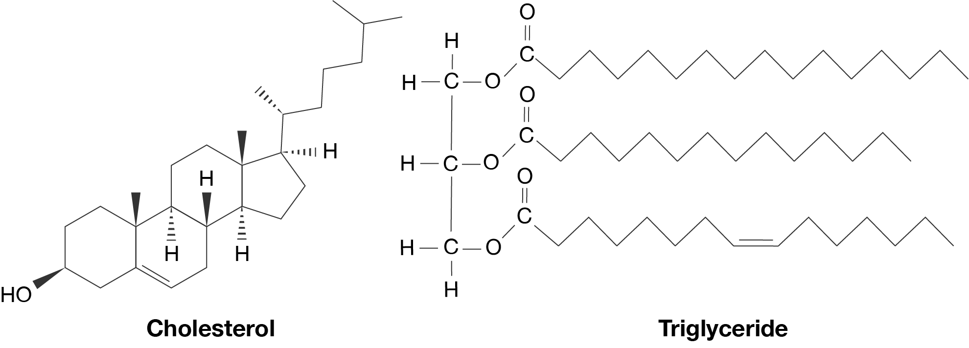 The chemical structures of cholesterol and a triglyceride.