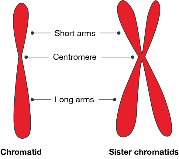 Chromatid and sister chromatids. Both have short arms, a centromere and long arms. The sister chromatids consist of two chromatids joined together at the centromere.