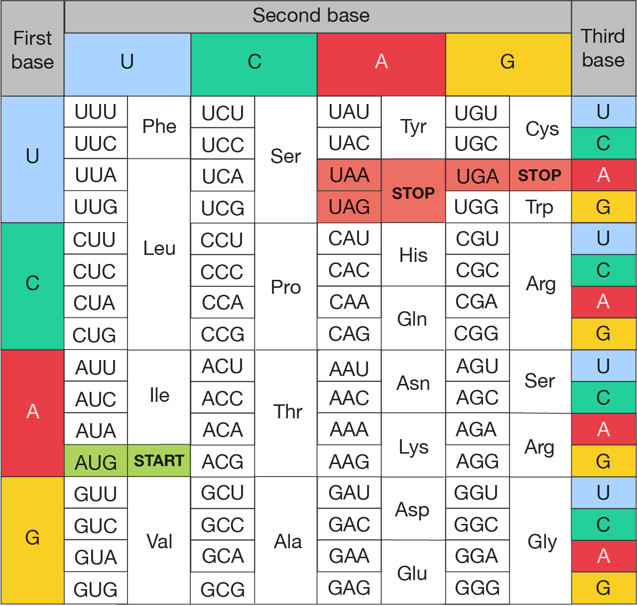 A codon chart.