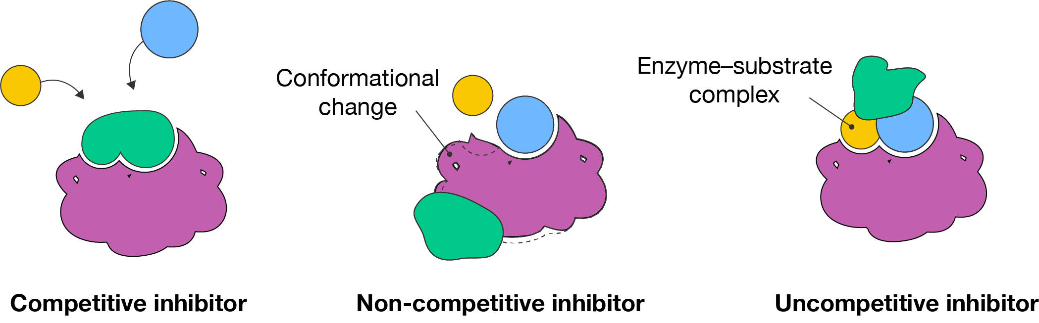 Three types of enzyme inhibitors.