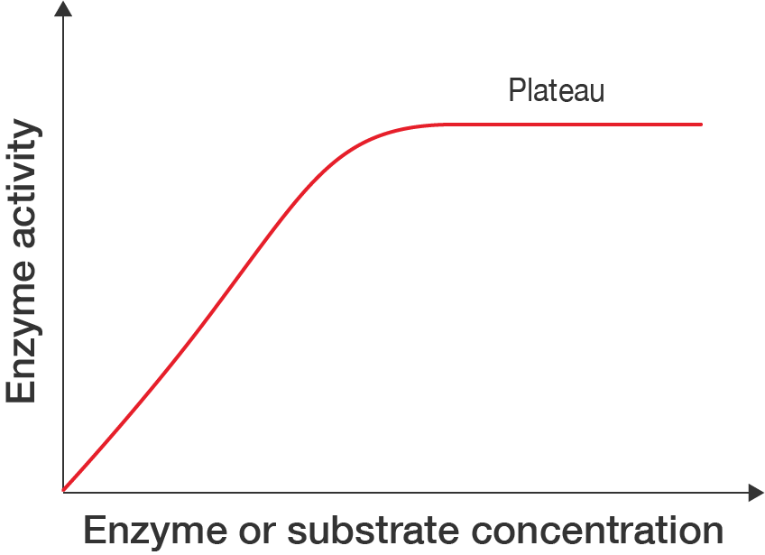Graph showing effect of enzyme or substrate concentration on enzyme activity. Enzyme activity increases then reaches a plateau.