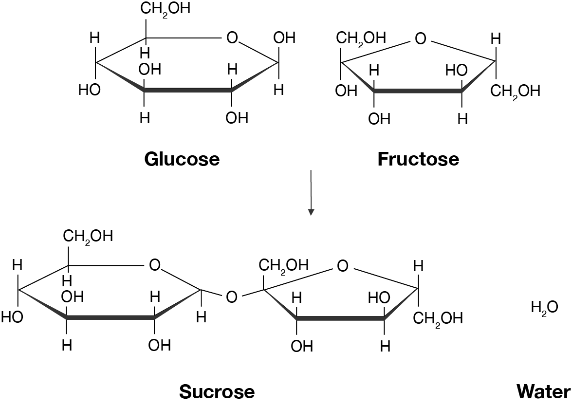 Two chemical structures, glucose and fructose, reacting in a condensation reaction to form a new structure, sucrose, and a water molecule.