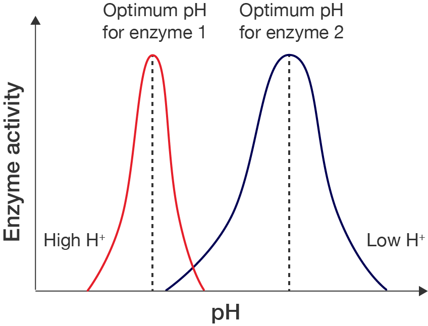 Graph showing effect of pH level on enzyme activity. At low pH, there is a high contentration of H+ ions. At high pH, there is a low concentration of H+ ions. Enzymes 1 and 2 are shown with different curves, with each having a different optimum pH level.