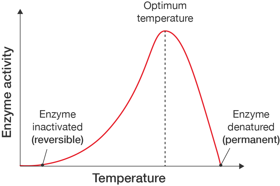 Graph showing effect of temperature on enzyme activity. The optimum temperature is the peak of the curve. At very low temperatures, enzyme is reversibly inactivated. At very high temperatures, the enzyme is permanently denatured.