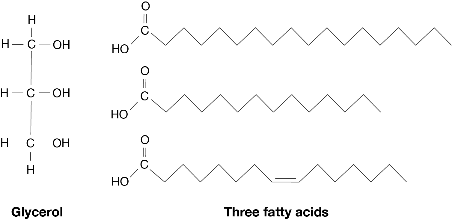The chemical structures of glycerol and three fatty acids.