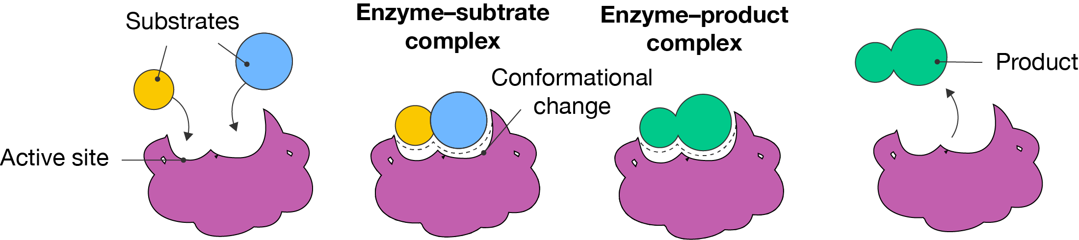 Induced fit model of enzyme action.