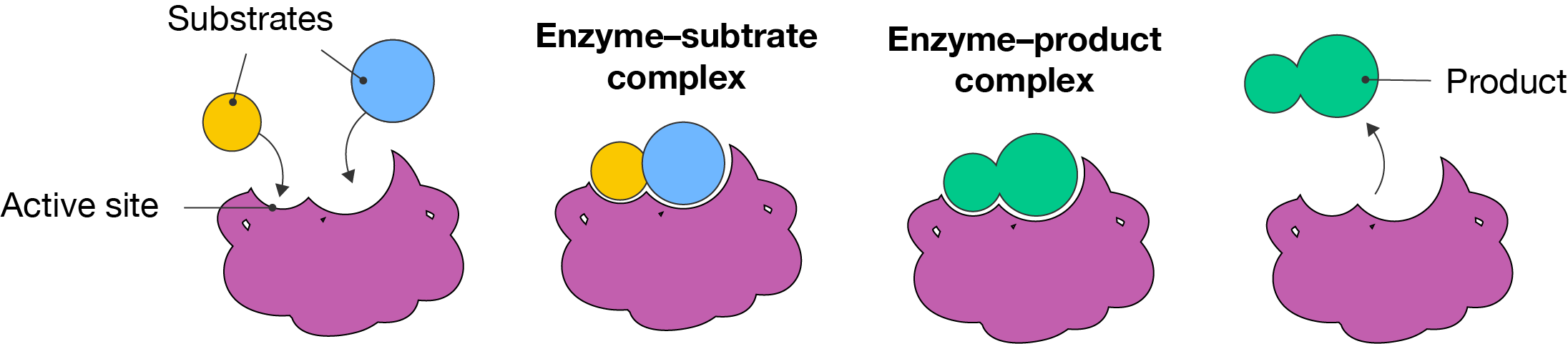 Lock-and-key model of enzyme action.