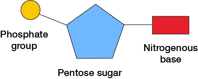 The general structure of a nucleotide, consisting of a phosphate group, pentose sugar and nitrogenous base.