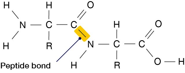 Peptide formed from two amino acids, with a peptide bond connecting them.