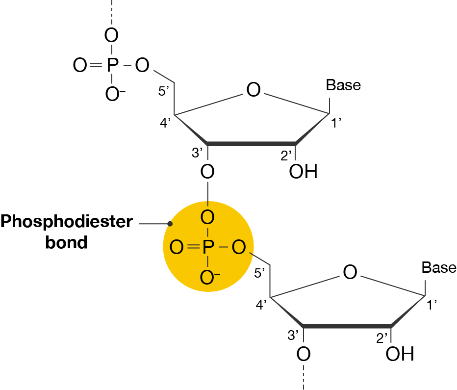 Two nucleotides joined together by a phosphodiester bond.