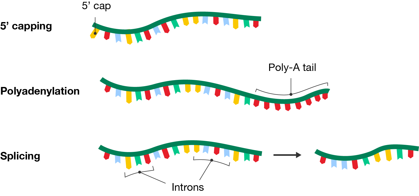Three types of post-transcriptional modification of pre-mRNA.