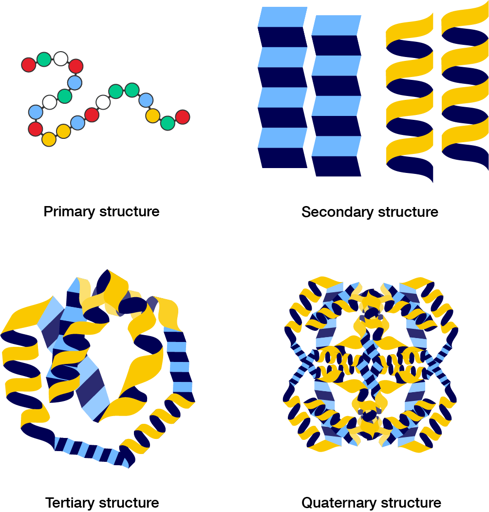 The primary, secondary, tertiary and quaternary structure of proteins.
