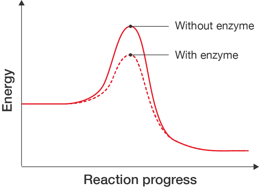 Graph showing change in energy as a reaction progresses. Without enzyme, the energy increases and reaches a peak before decreasing. With enzyme, the curve does not peak as high.