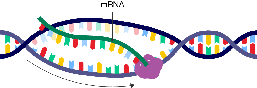 A segment of double-stranded DNA that is partially unwound from its double helix structure. RNA polymerase is attached one strand and has moved along the unwound section. A complementary strand of mRNA is formed.