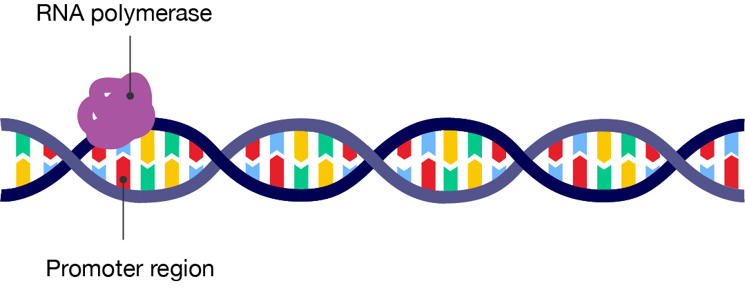 A segment of double-stranded DNA with RNA polymerase attached to the promoter region.