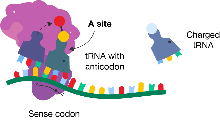 The elongation step of protein translation.