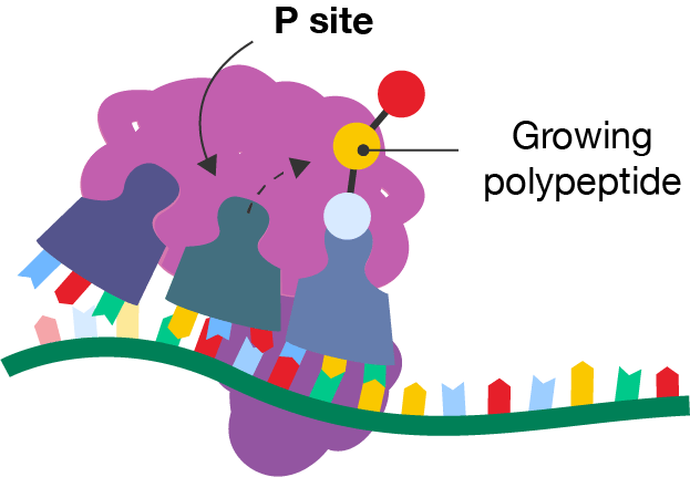 The elongation step of protein translation.