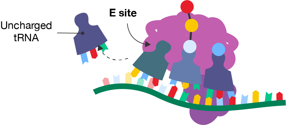 The elongation step of protein translation.