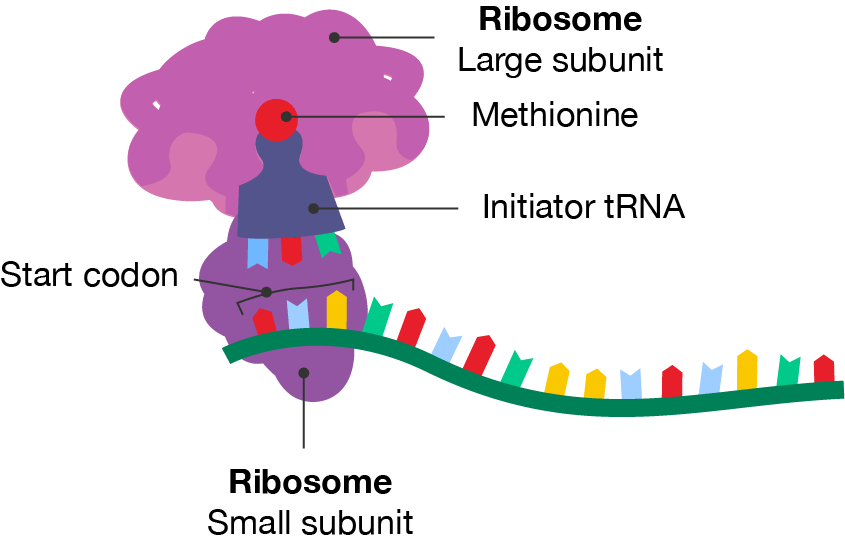 The initiation step of protein translation.