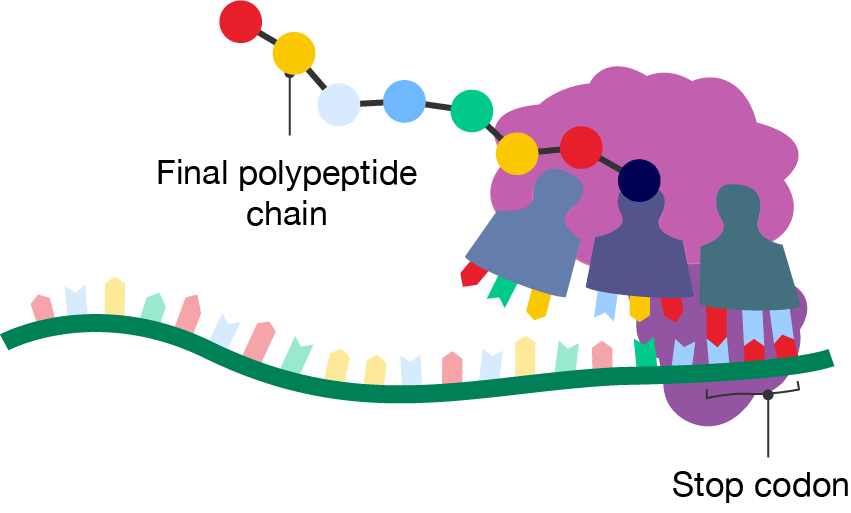 The termination step of protein translation. The ribosome reaches the stop codon and the final polypeptide chain is formed.