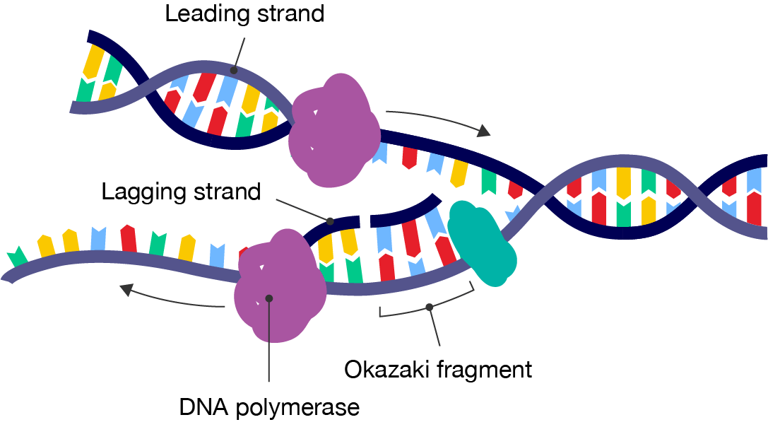 The elongation step of DNA replication. DNA polymerase binds to each strand and moves along them to duplicate the DNA. The leading strand forms towards the replication form and the lagging strand forms away from it. Okazaki fragments are formed with the lagging strand.