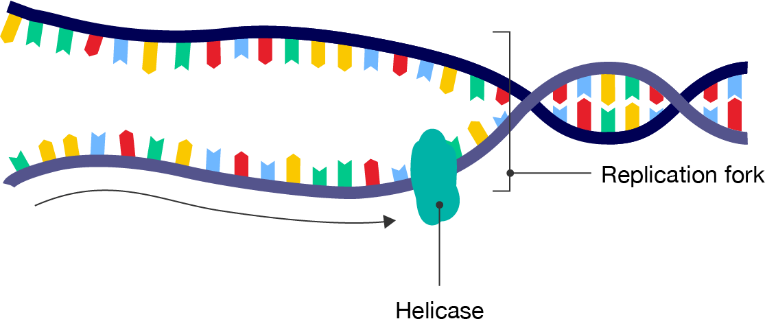 The initiation step of DNA replication. Helicase binds to the DNA and unwinds the double helix. The point at which the strands start to separate is called the replication fork.