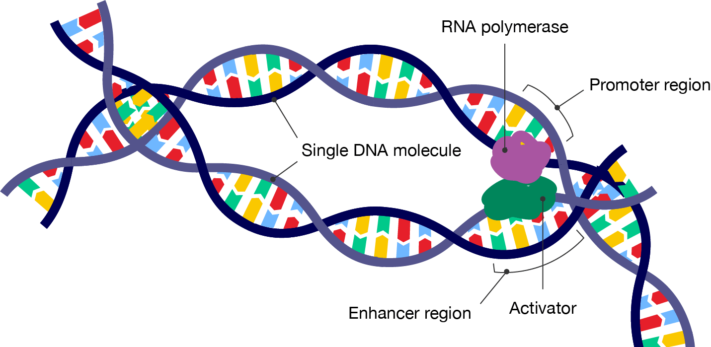 A single DNA molecule with RNA polymerase bound to the promoter region. Close by, an activator molecule is shown bound to the enhancer region.