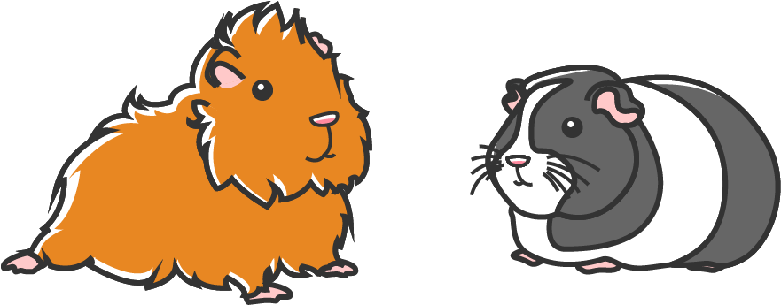 A guinea pig with a rough, long coat and a guinea pig with a short, smooth coat.