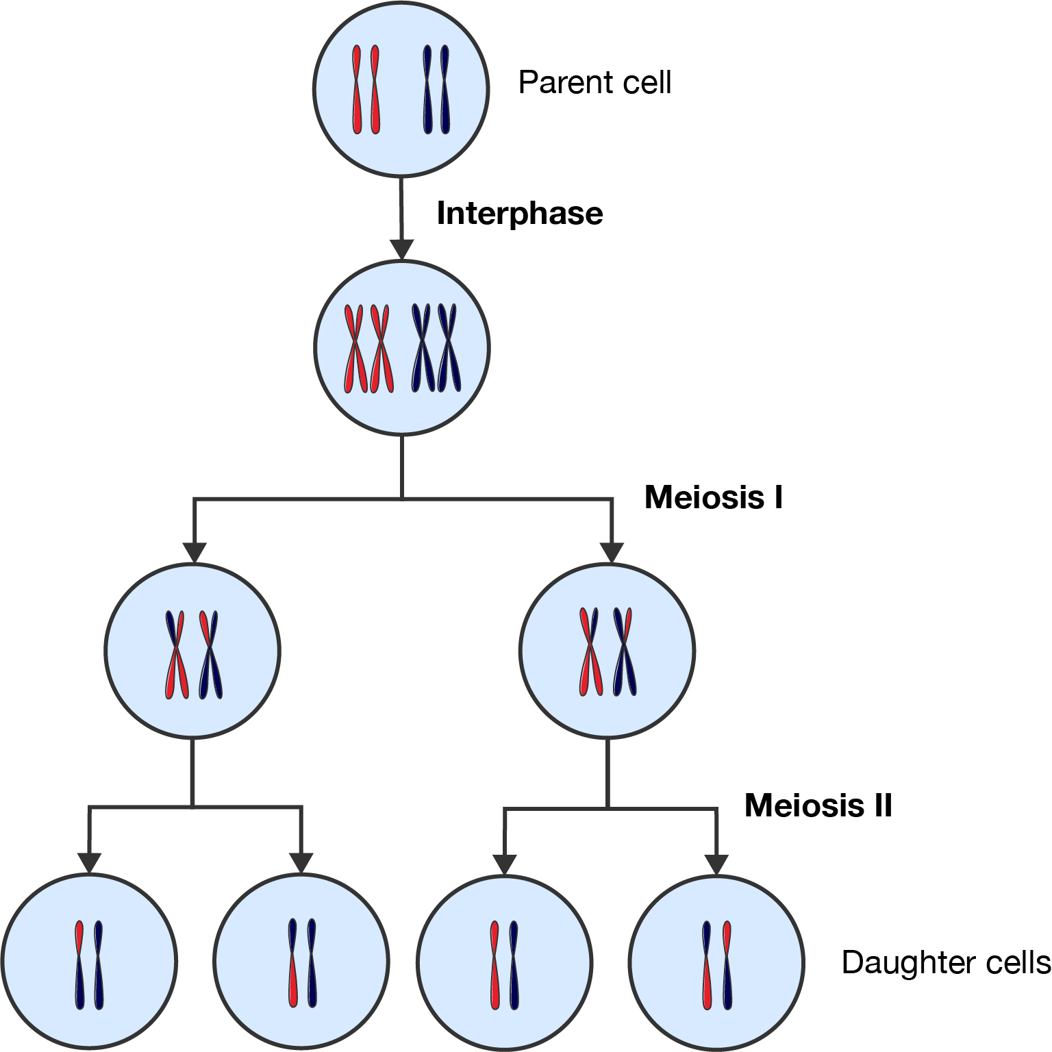 A diagram showing one cell undergoing meiosis 1 and meiosis 2. At the end, four haploid gametes are formed.