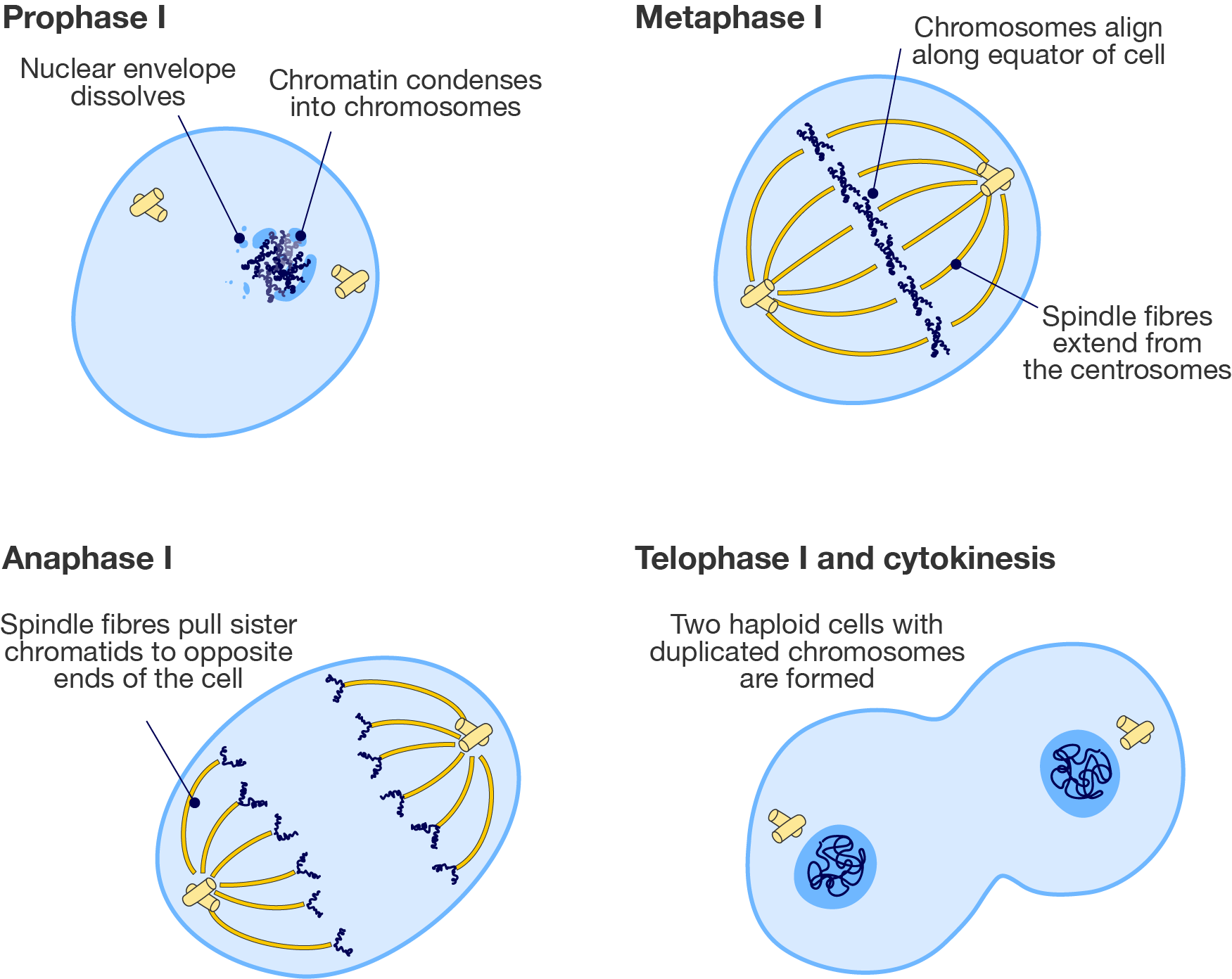 Stages of meiosis 1.