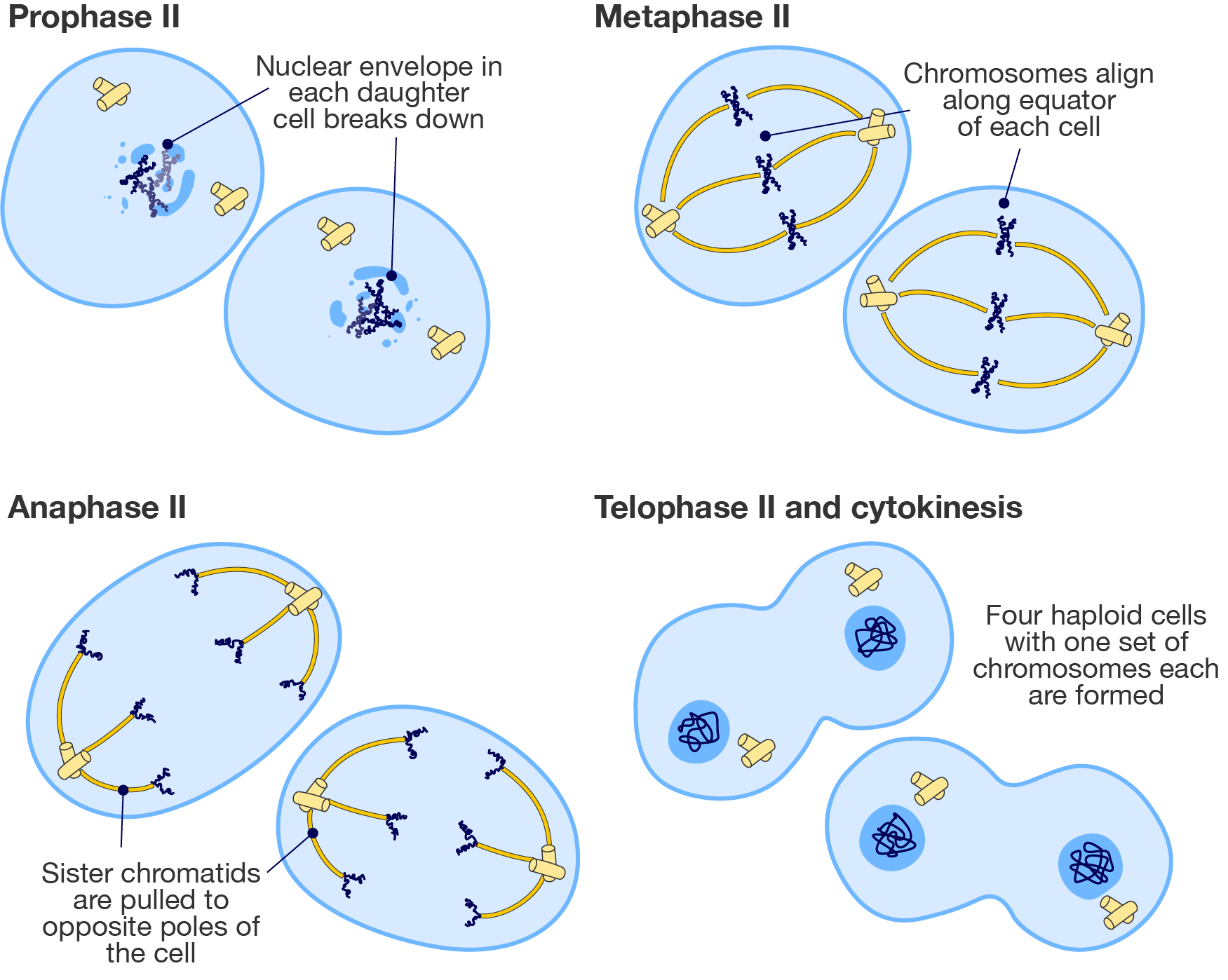 Stages of meiosis 2.