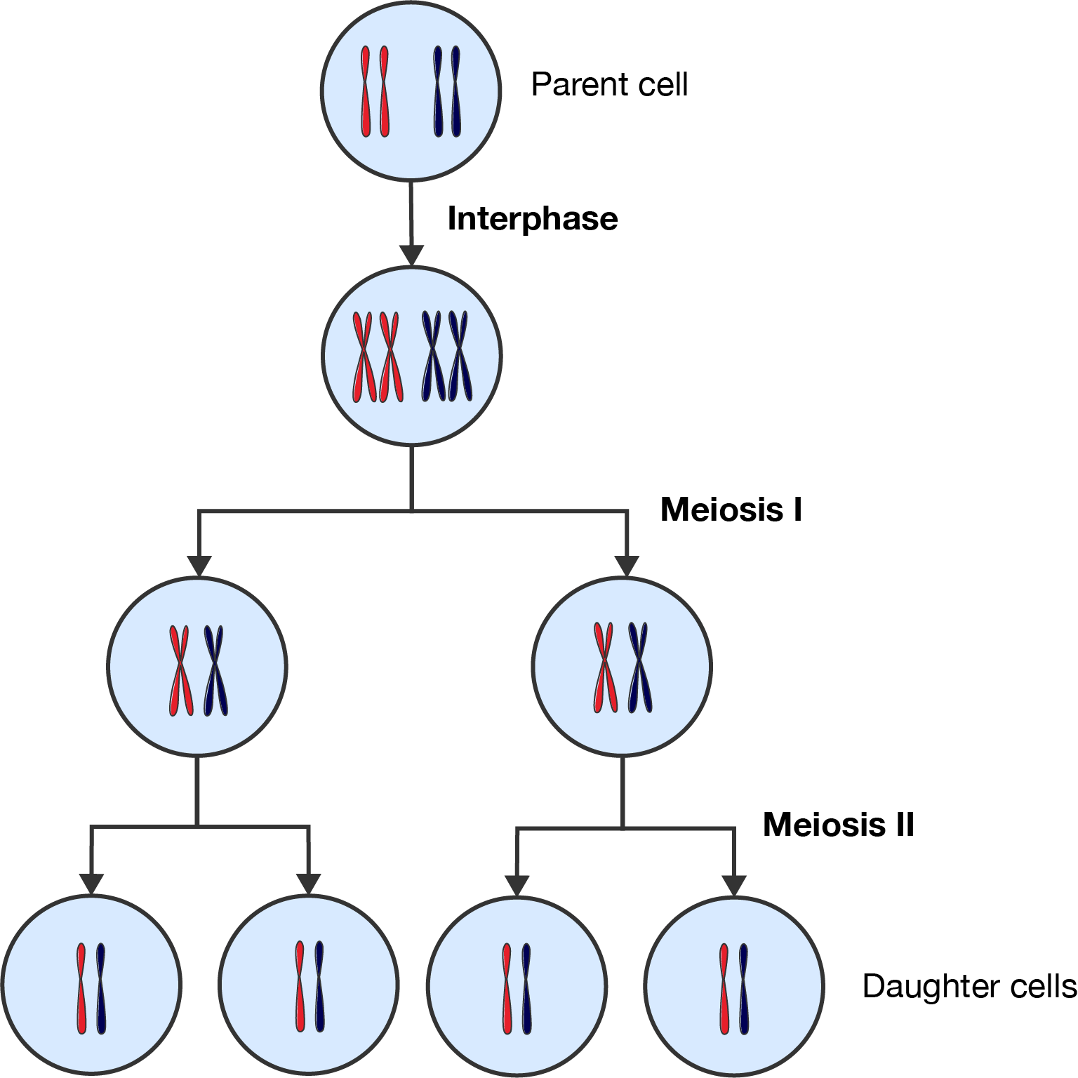 Summary of meiosis.