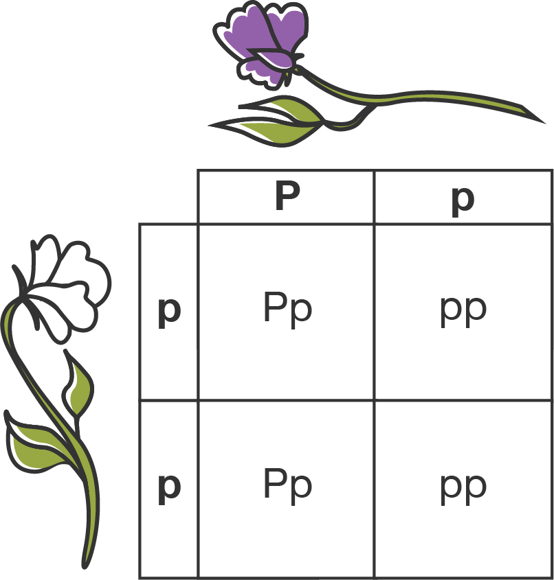 A Punnett square showing the cross between a heterozygous purple flower pea plant with the genotype capital P, lower case p, and a homozygous white flower pea plant with the genotype lower case p, lower case p.