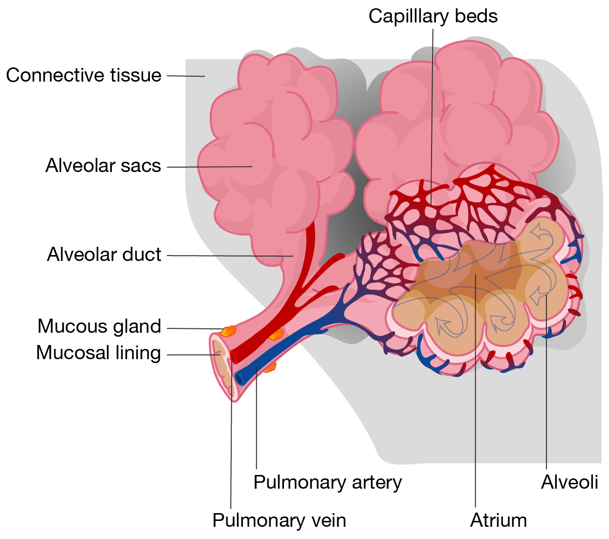 Alveolus