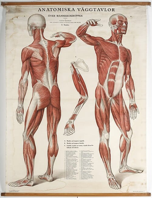 A chart of the skeletal muscles.
