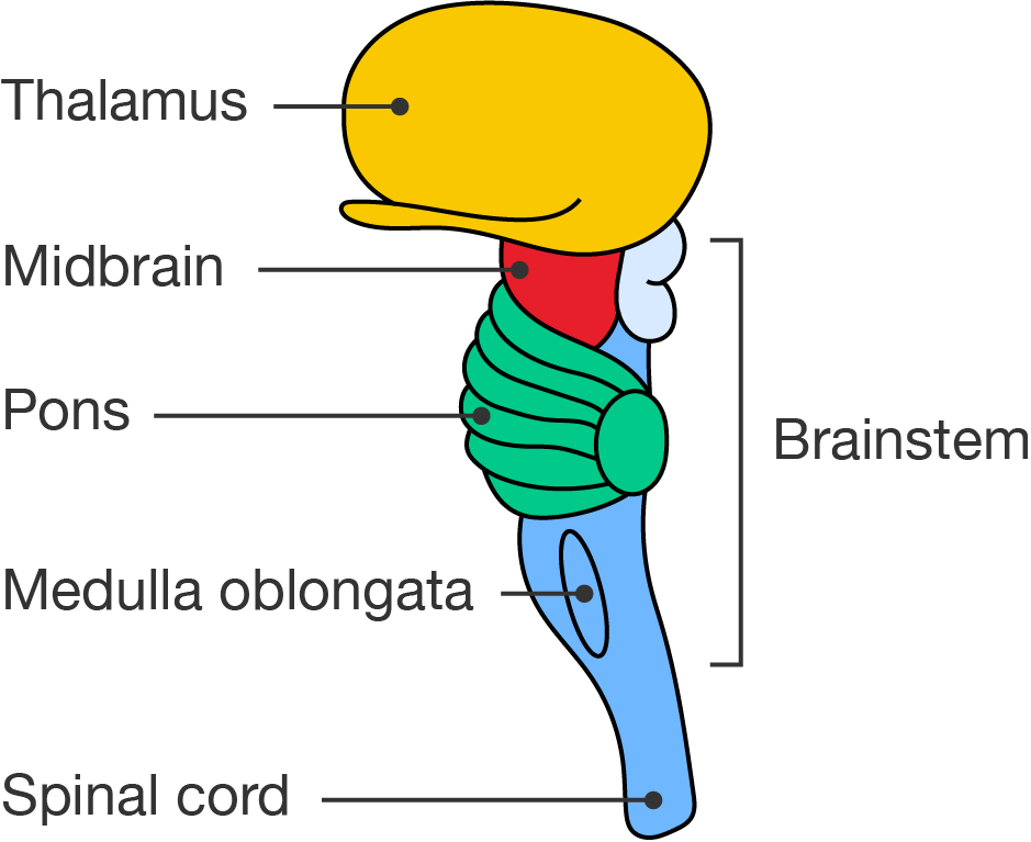 Brainstem.