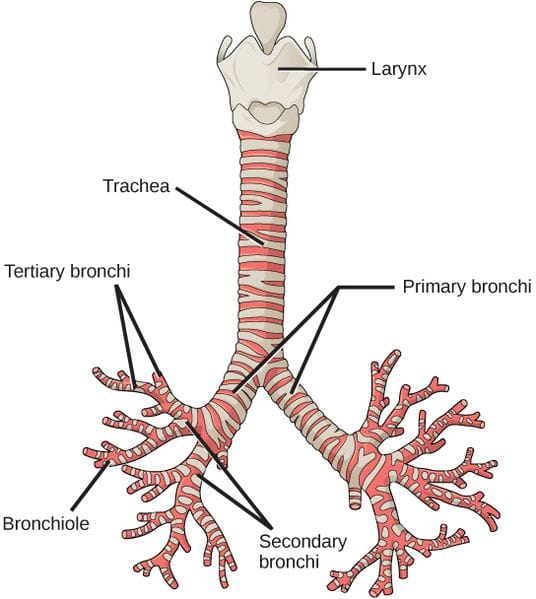 The trachea and bronchioles.