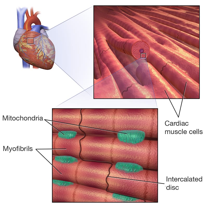 Cardiac muscle