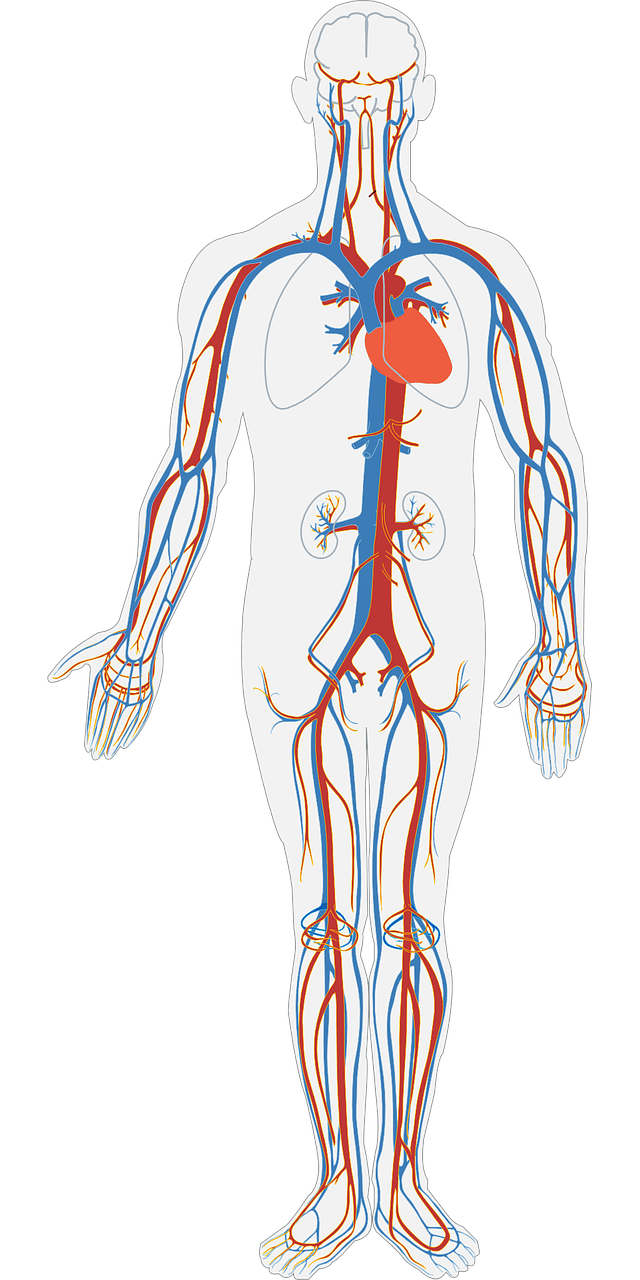 The circulatory system.