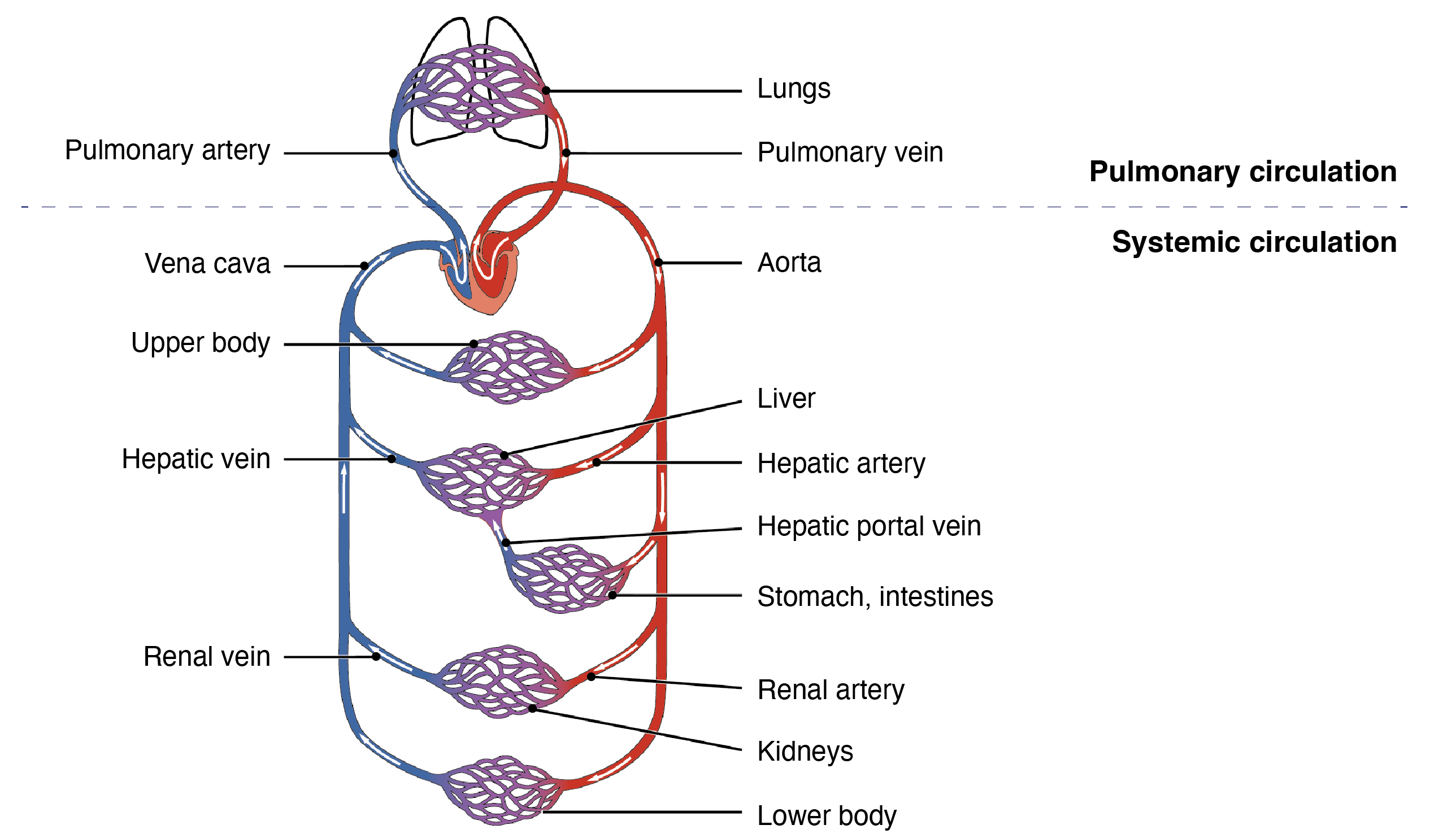 Blood circulation.