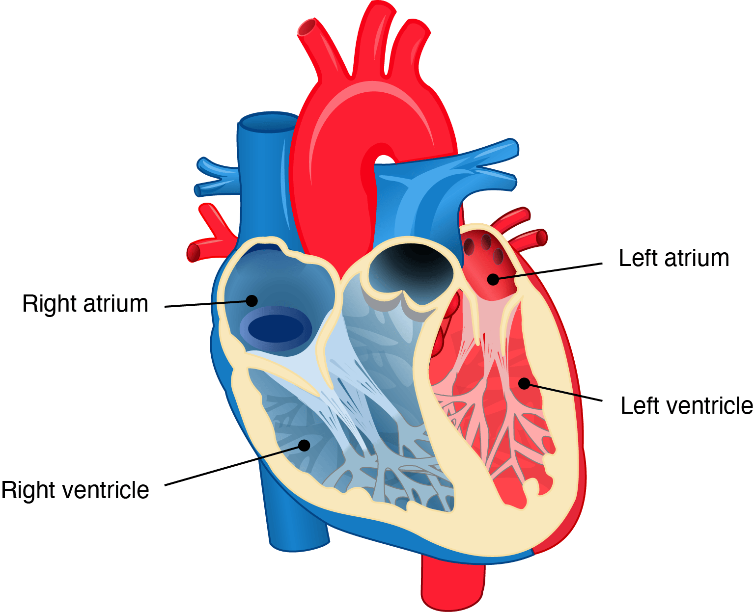Chambers of the heart.