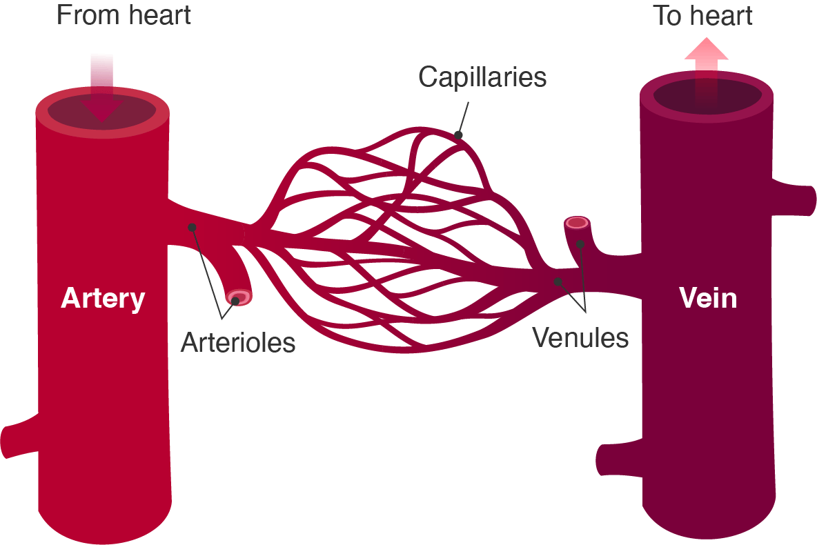 Blood vessels.