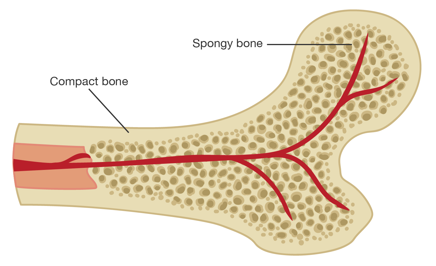 Compact and spongy bone.