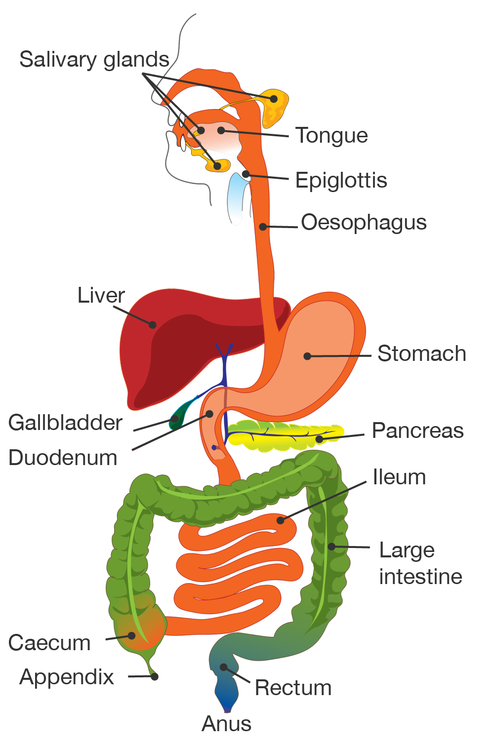 A labelled diagram of the digestive system.